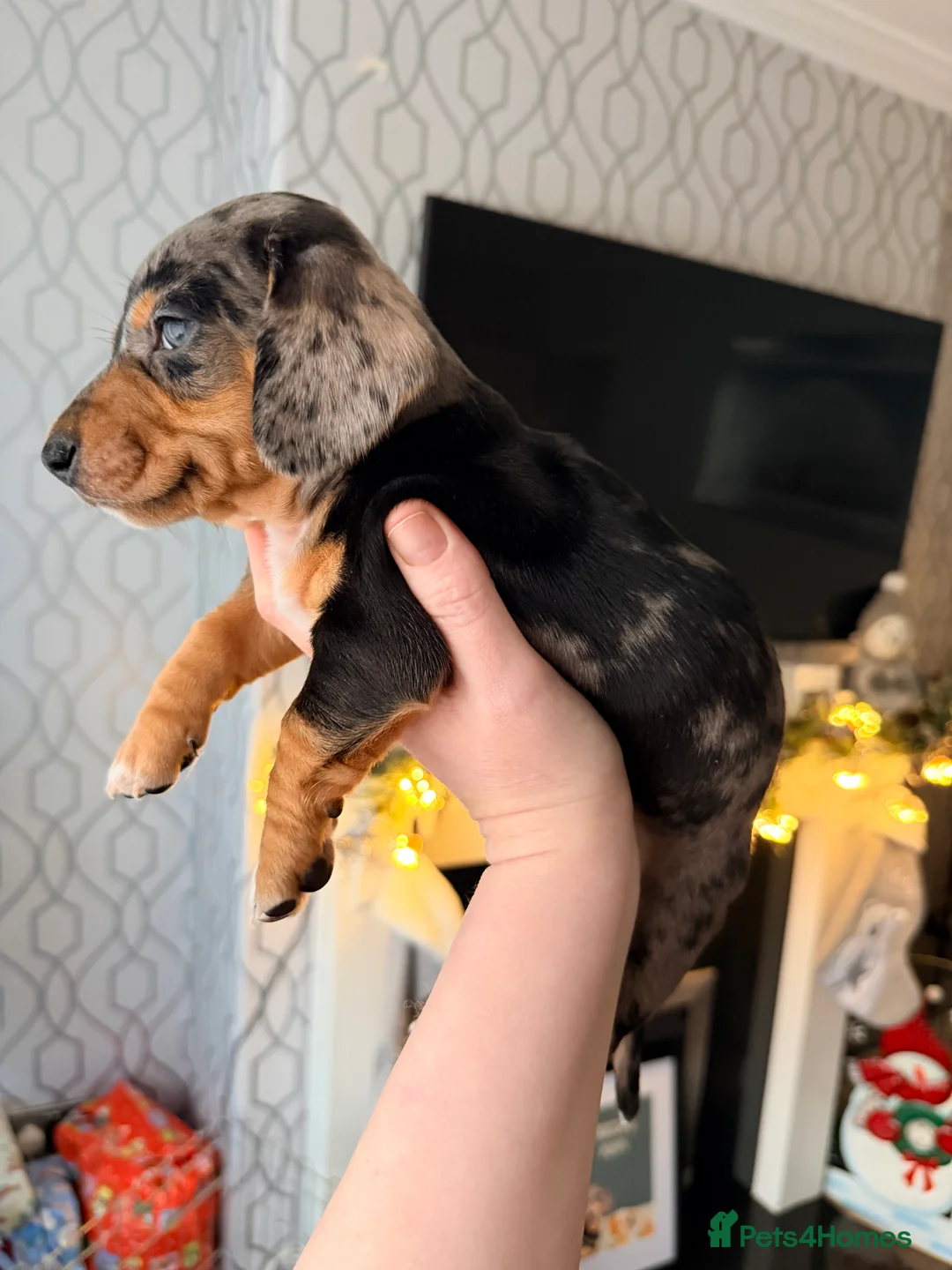 Dachshund dogs for sale:  Family dogs first puppies - stunning Dachshunds  - Advert 21