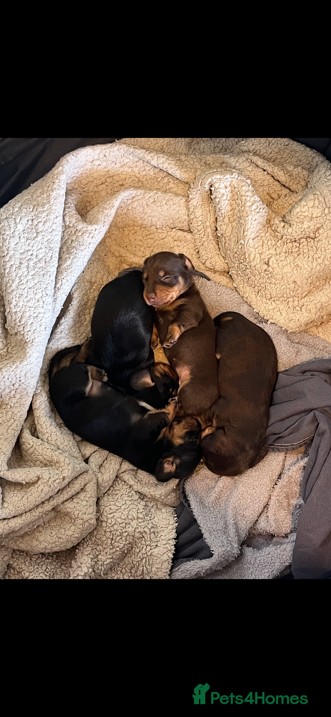 Mixed Breed dogs for sale: Dorkie Puppies  - Image 11