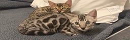Bengal cats for sale: 🩶 BENGAL 🔥 KITTENS 🤍 TICA REGISTERED  - Advert 30