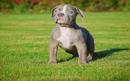 Olde English Bulldogge dogs for sale: COUNCIL APPROVED⭐️5 RATED. 23 YEARS EXPERIENCE  - Image 4