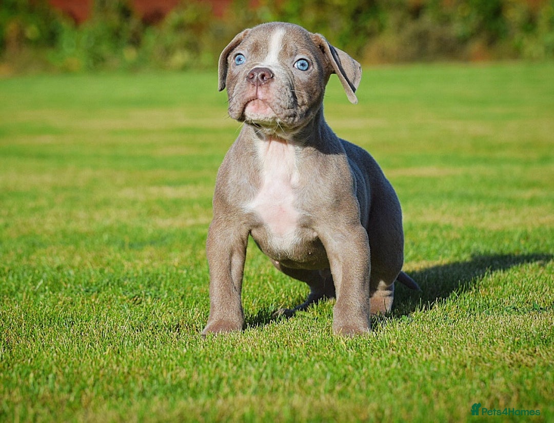 Olde English Bulldogge dogs for sale: COUNCIL APPROVED⭐️5 RATED. 23 YEARS EXPERIENCE  - Image 4