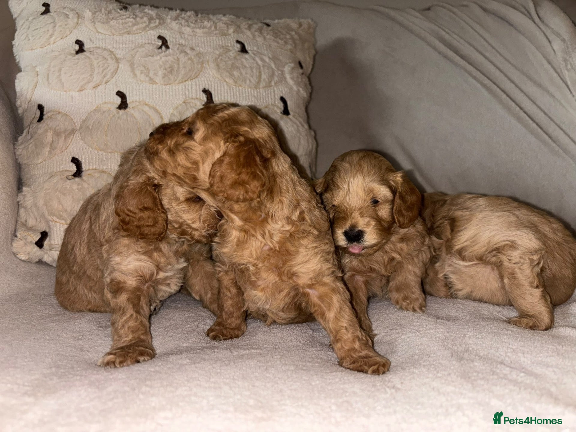 Maltipoo dogs Maltipoo Pups F1b - Advert 3