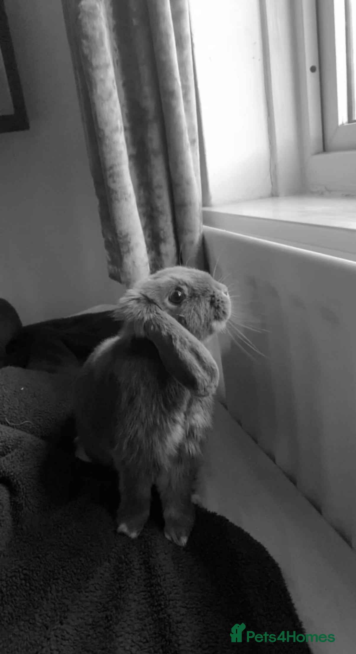 Mini Lop rabbits 3 year old mini lop  - Advert 3