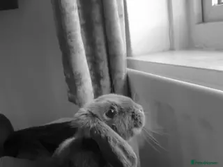 Mini Lop rabbits 4 year old mini lop - Advert 8