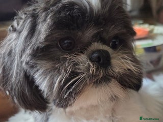 Shih Tzu dogs Shih tzu boy - Advert 4