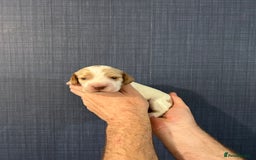 Cocker Spaniel dogs for sale: Gorgeous shoe type cocker spaniel  - Image 10