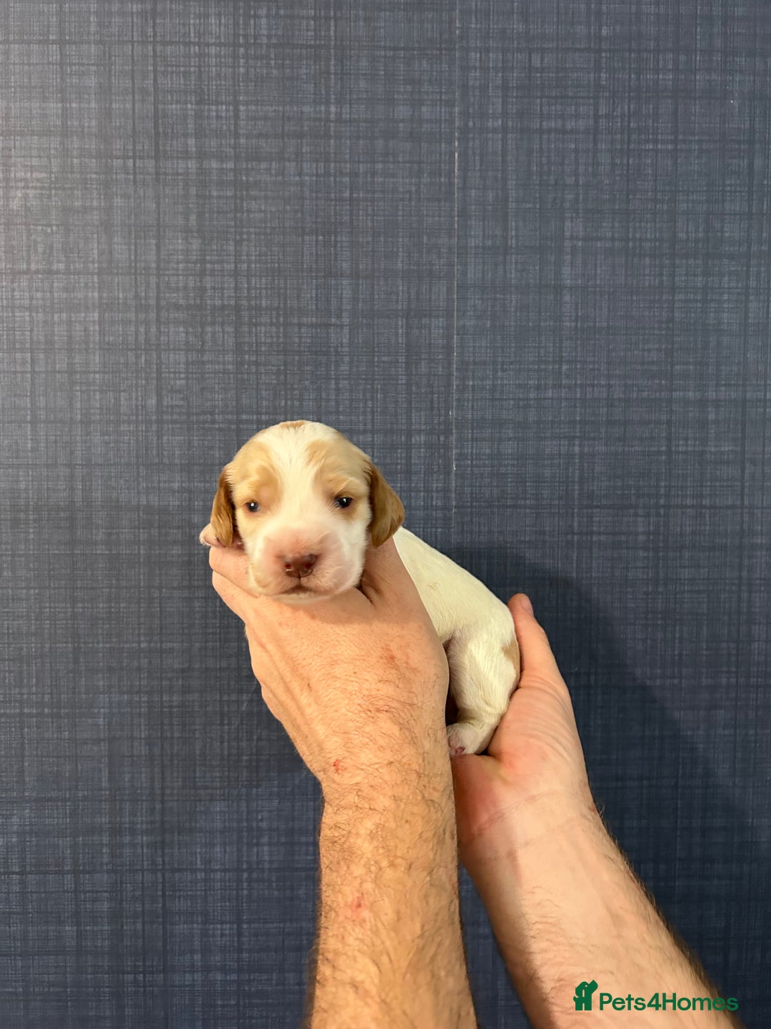 Cocker Spaniel dogs for sale: Gorgeous shoe type cocker spaniel  - Image 10