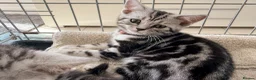 British Shorthair cats for sale: Outstanding GCCF Champion BSH Silver Tabby Kittens - Advert 8