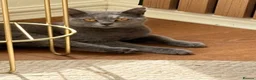 British Shorthair cats for sale: British Shorthair  - Advert 3