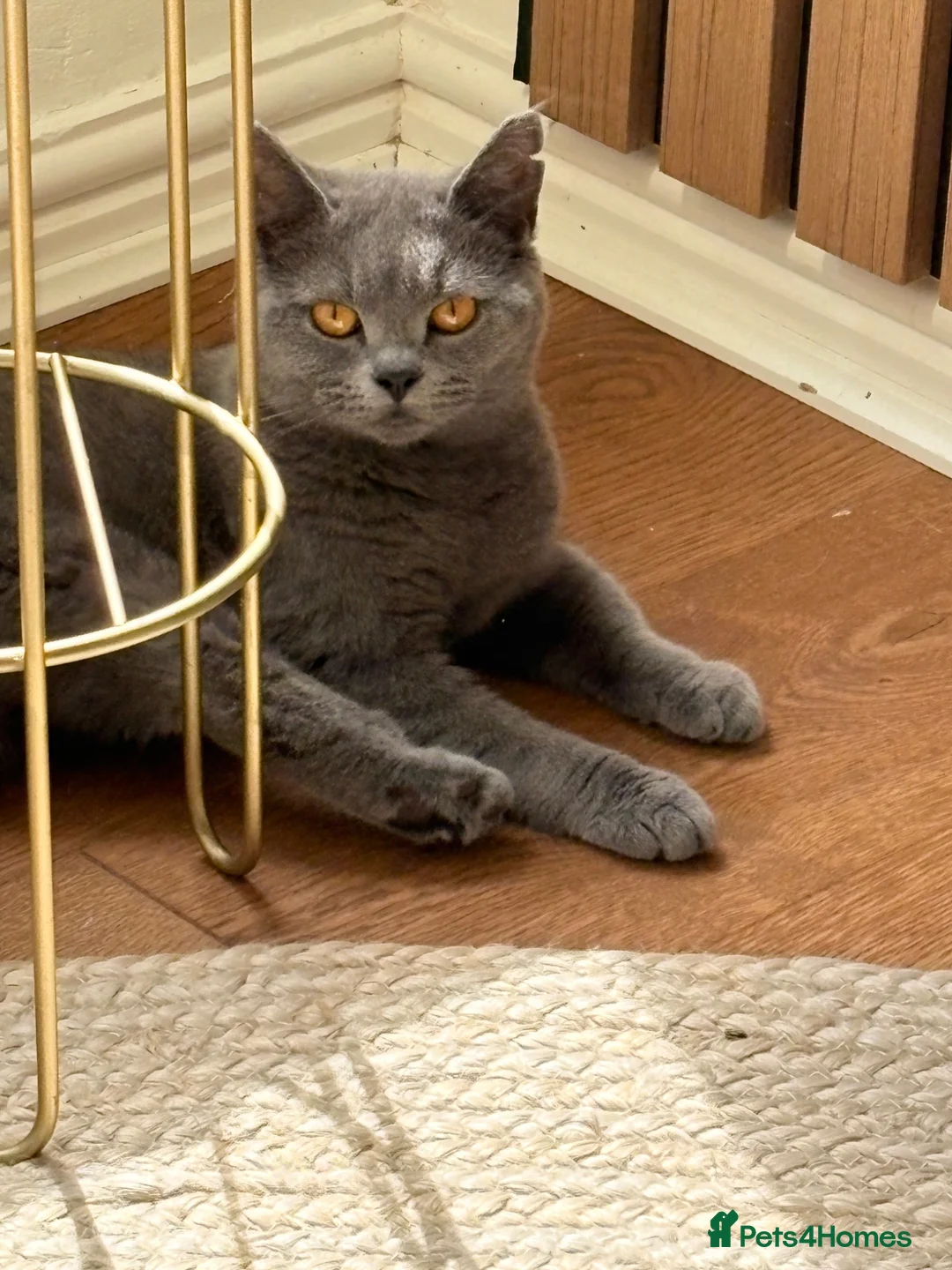 British Shorthair cats for sale: British Shorthair  - Advert 3