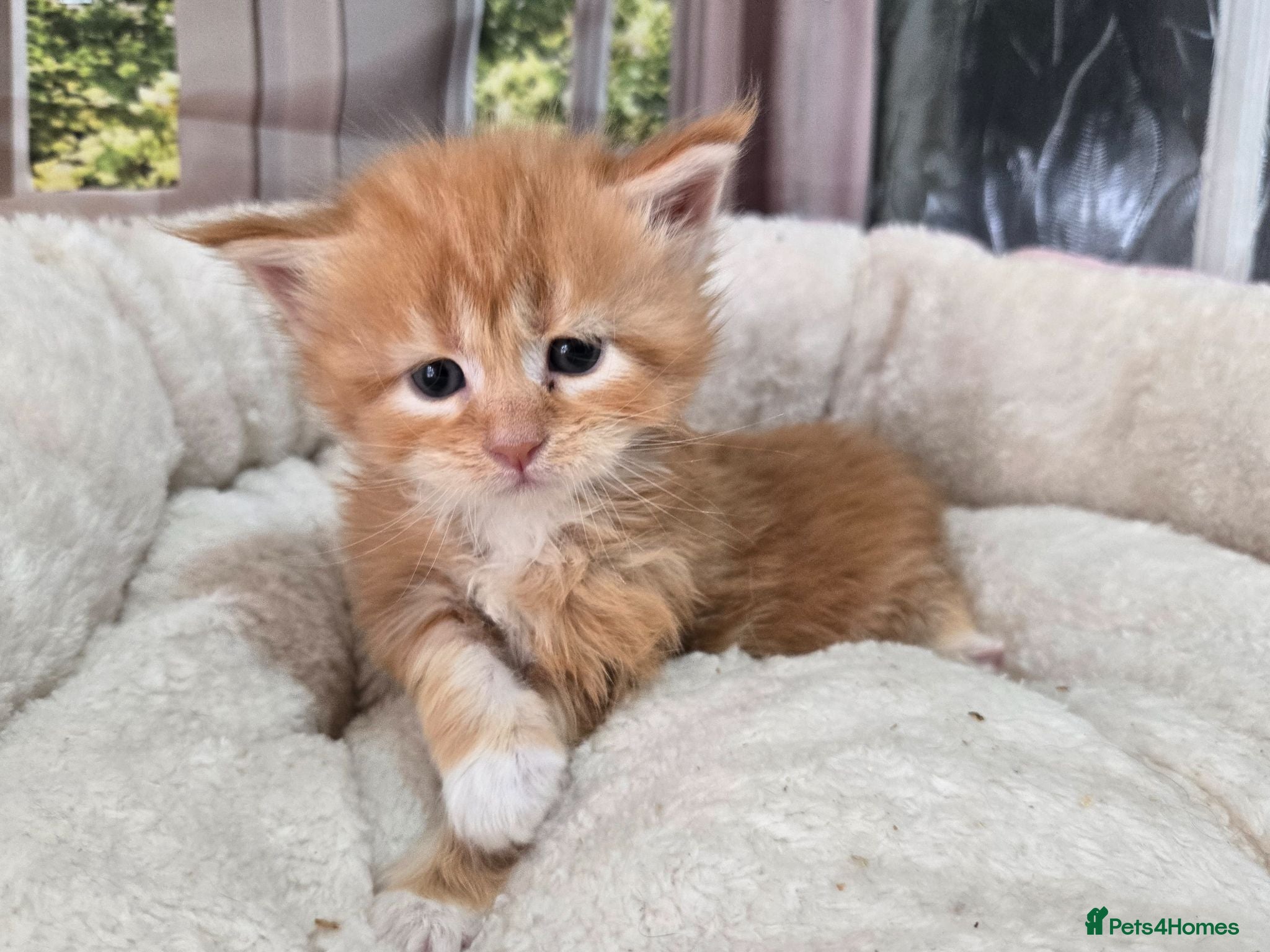 Maine Coon cats Stunning TICA Maine Coon kittens - Advert 1