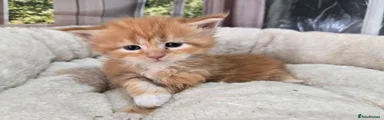 Maine Coon 6 Toffee