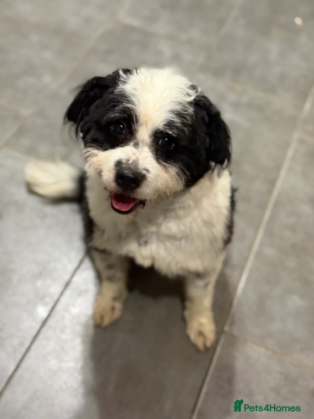 Mixed Breed dogs for adoption: Cute Teddy looking for True Love  - Advert 13