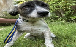 Mixed Breed dogs for adoption: Hilda - Norwich Norfolk  - Image 14
