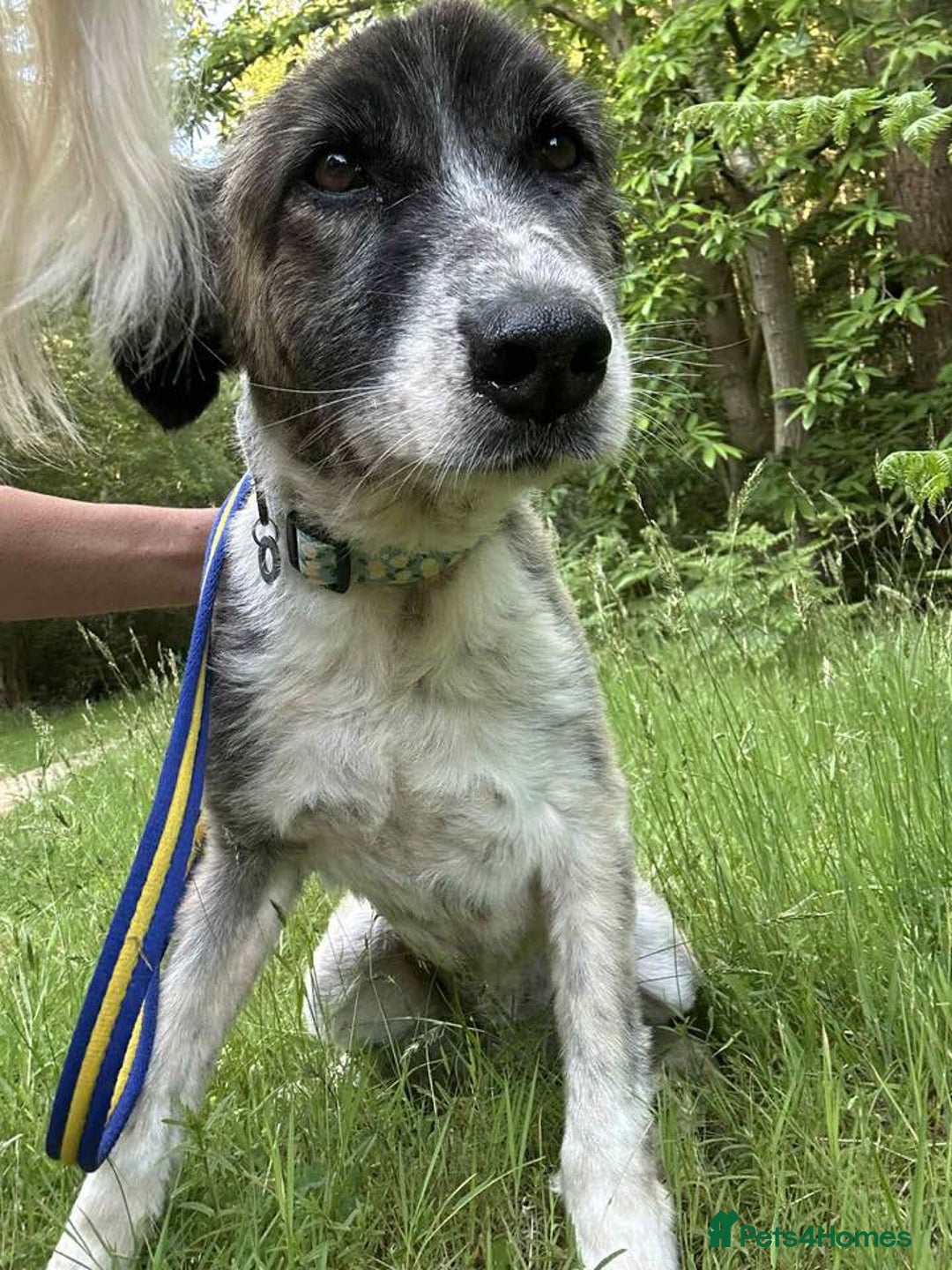 Mixed Breed dogs for adoption: Hilda - Norwich Norfolk  - Image 14