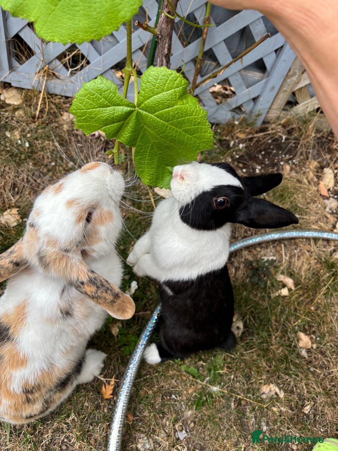 Dutch rabbits for sale: Pair of bonded vaccinated female rabbits - Image 1