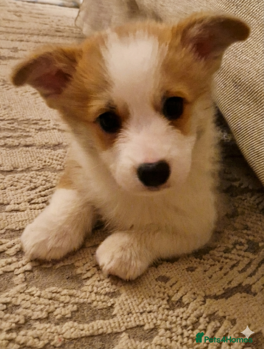 Welsh Corgi Pembroke dogs Exceptional Corgi Puppies ready now!!! - Advert 14