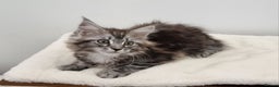 Maine Coon cats for sale: Pedigree Maine Coon Kittens GCCF REGISTERED  - Advert 1