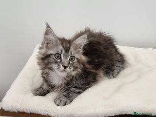 Maine Coon cats Pedigree Maine Coon Kittens GCCF REGISTERED - Advert 6