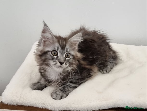 Maine Coon cats Pedigree Maine Coon Kittens GCCF REGISTERED - Advert 3