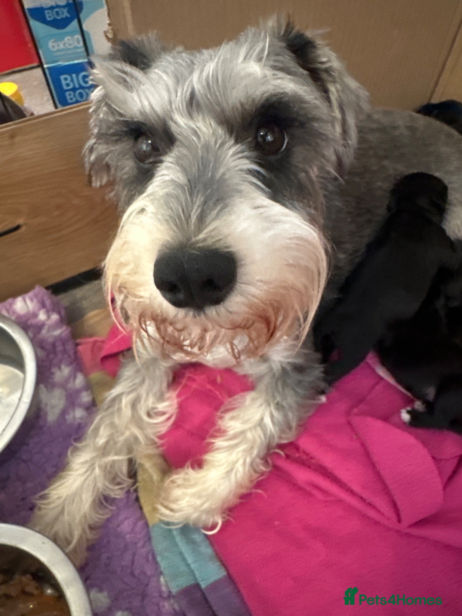 Miniature Schnauzer dogs KC MINI SCHNAUZER PUPS - Advert 18