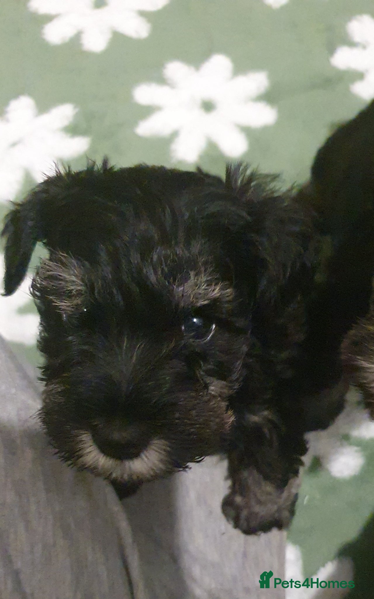 Miniature Schnauzer dogs Beautiful Black&Silver Boys  - Advert 1
