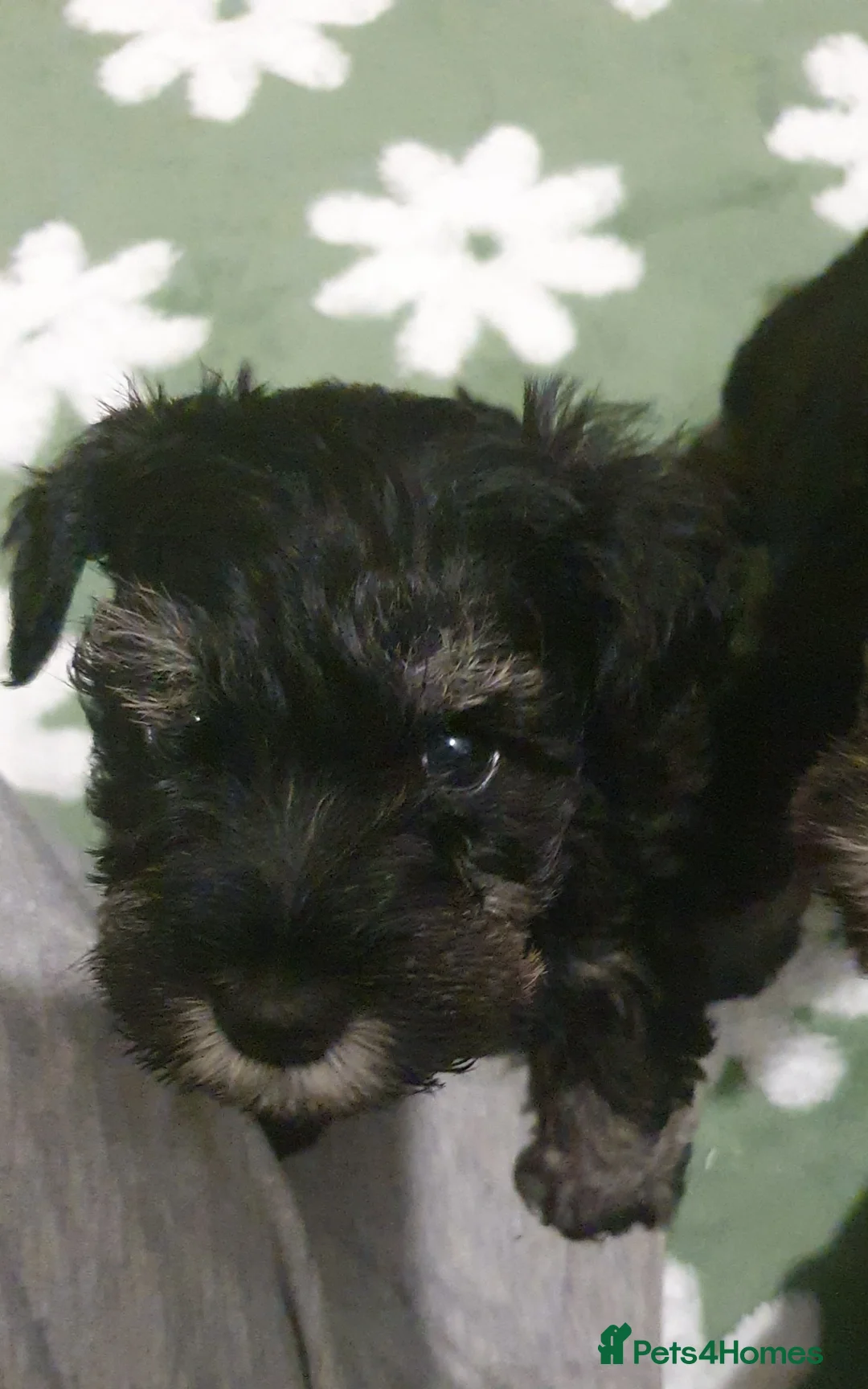Miniature Schnauzer dogs for sale: Beautiful Black&Silver Boys  - Advert 1