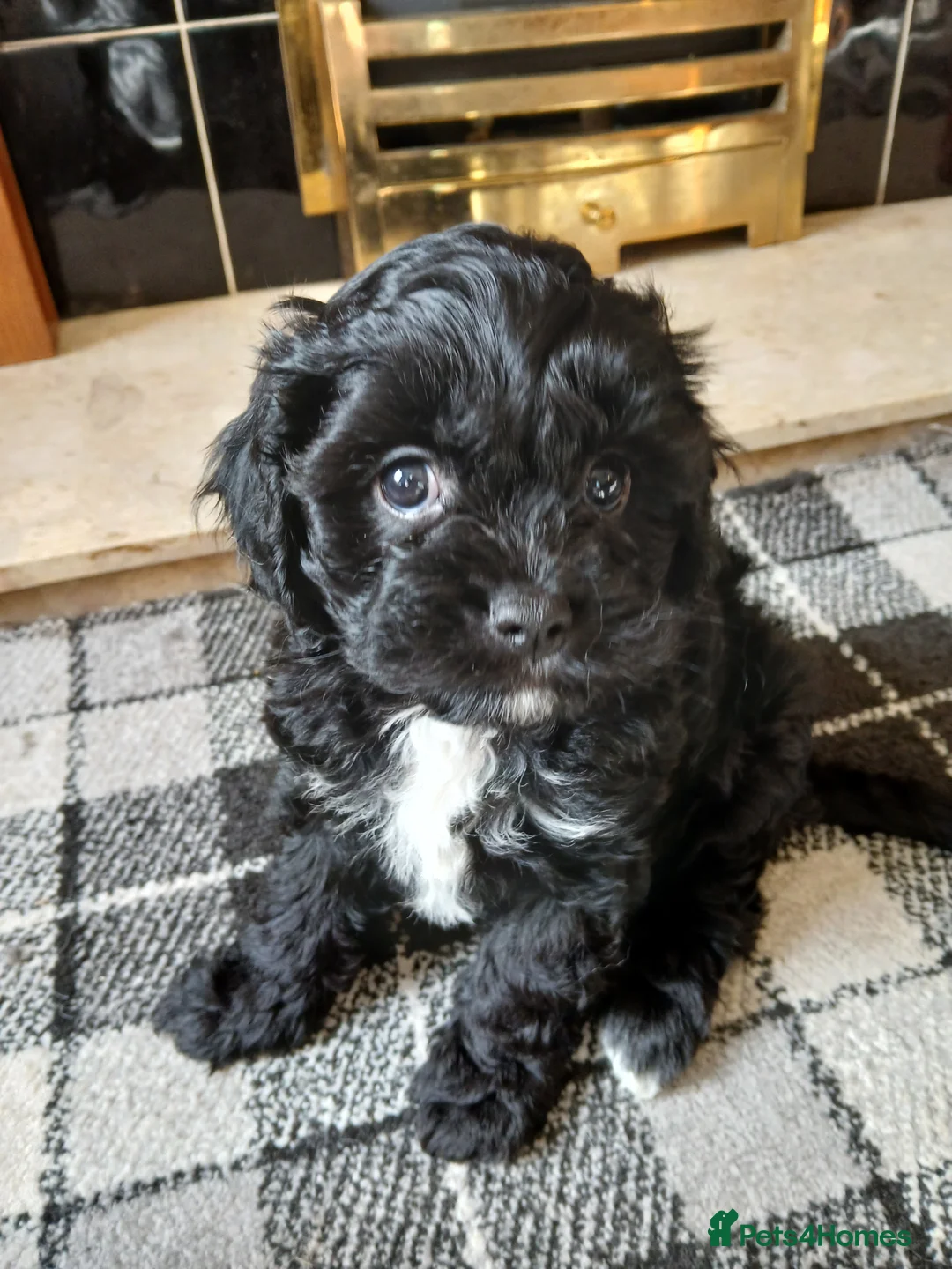 Cavapoo dogs for sale: F1 Cavapoos READY NOW in Barrow-in-Furness - Advert 2