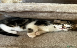 Mixed Breed cats for sale: 5 Mixed Breed Kittens For Sale ! - Image 9