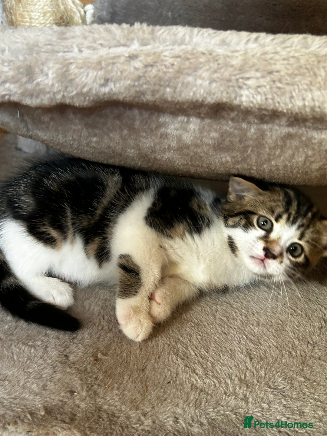 Mixed Breed cats for sale: 5 Mixed Breed Kittens For Sale ! - Image 9