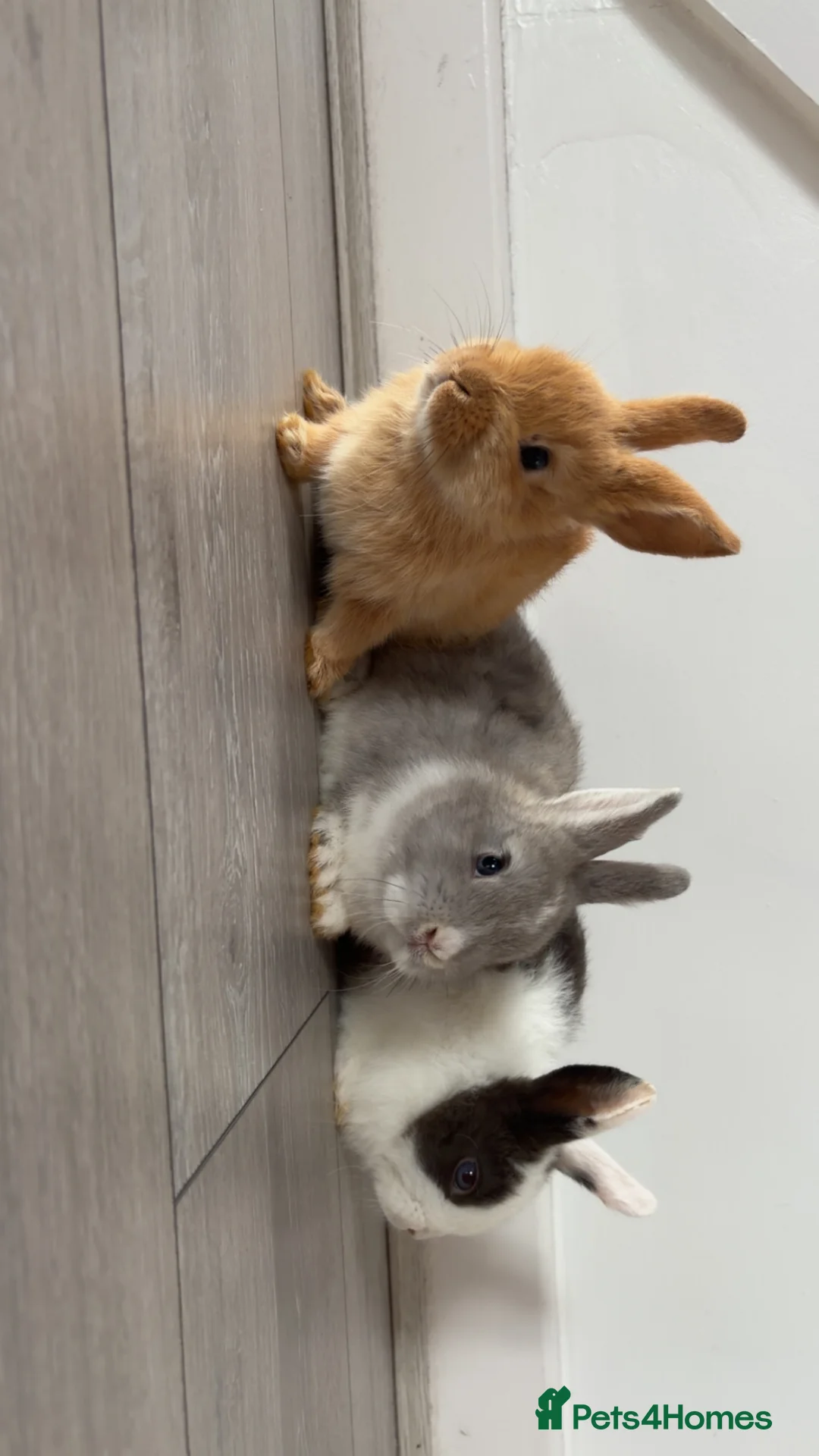 Mixed Breed rabbits for sale: Three female bunnies for sale with hutch and run in Preston - Advert 2