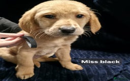 Labrador Retriever dogs for sale: Golden Labrador puppies  - Image 31