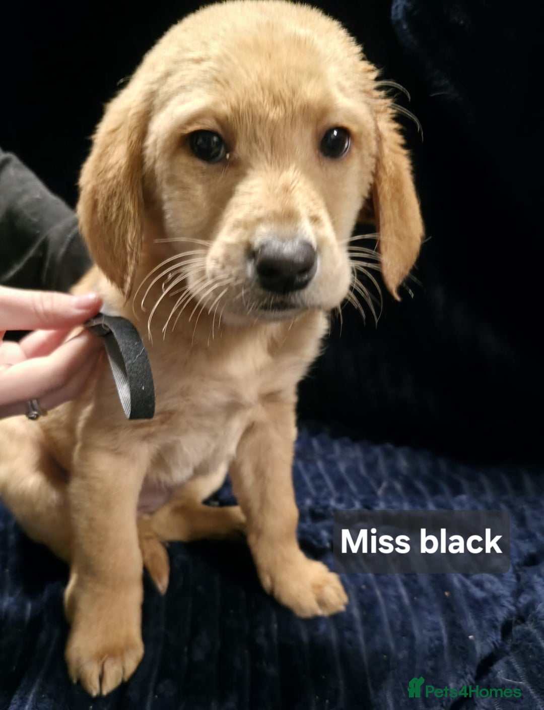 Labrador Retriever dogs for sale: Golden Labrador puppies  - Image 31