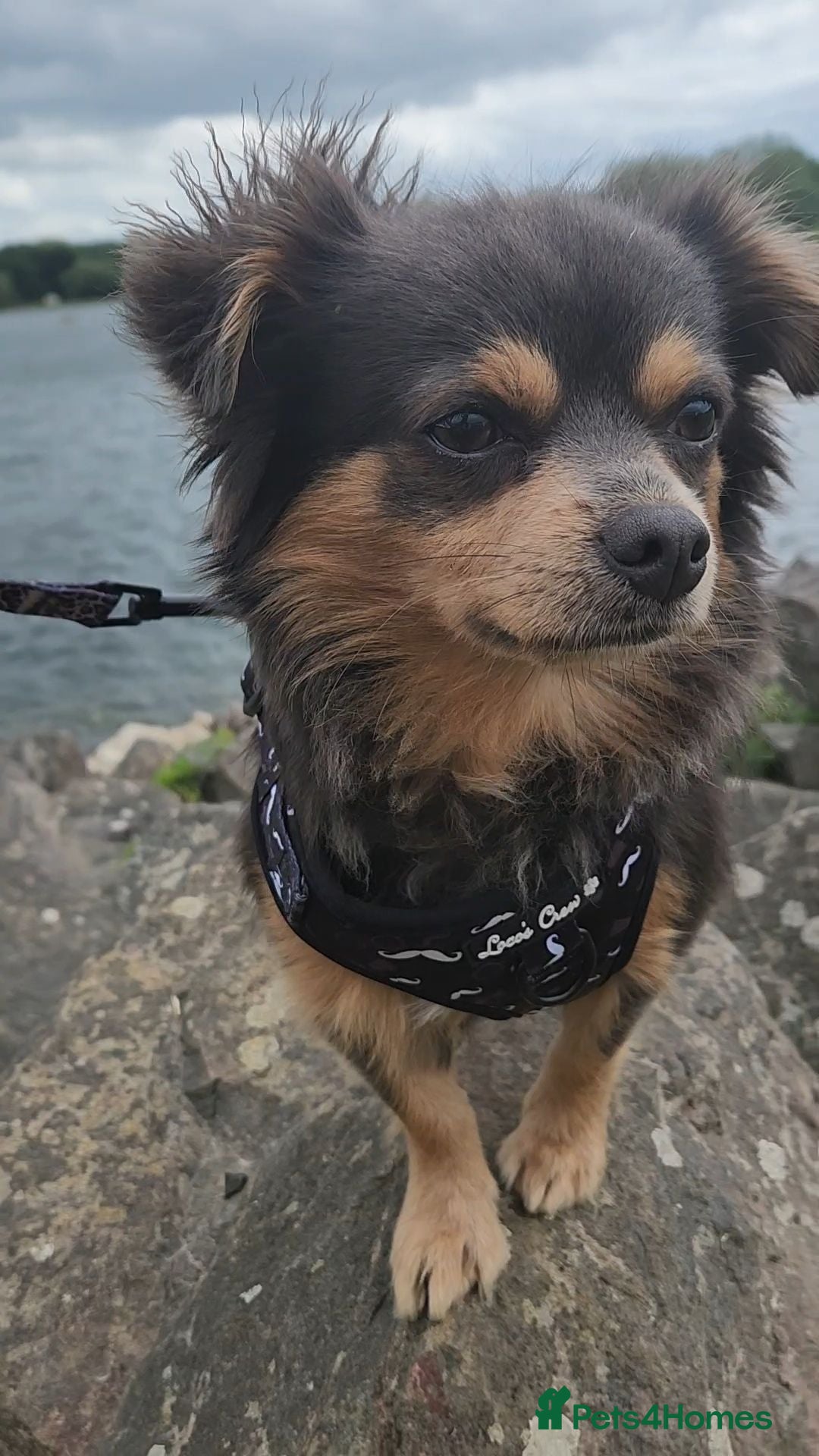 Chihuahua dogs Woody - Advert 1