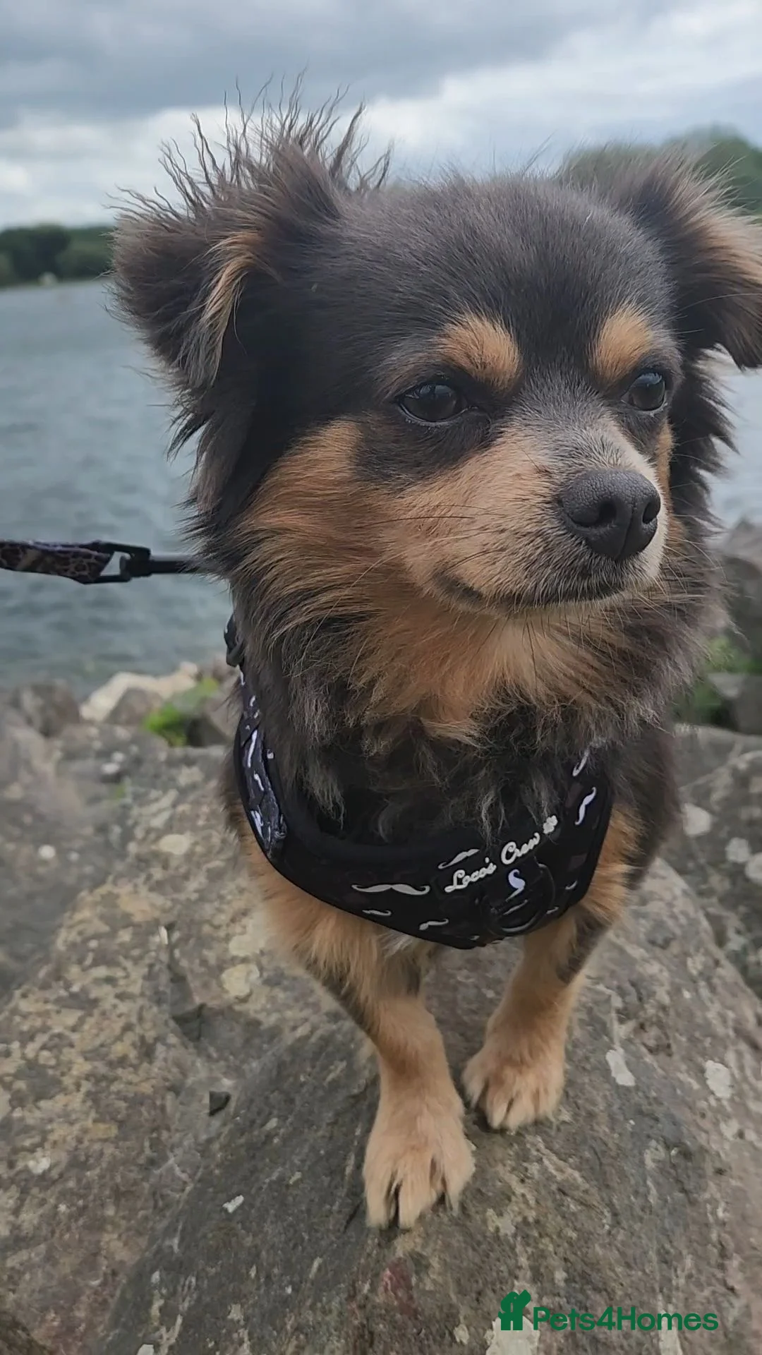 Chihuahua dogs for stud: Woody in Daventry - Advert 1