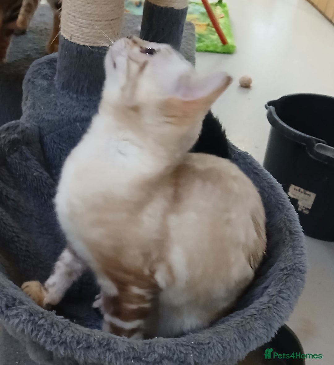 Bengal cats for sale: Beautiful Bengal kittens - Advert 22