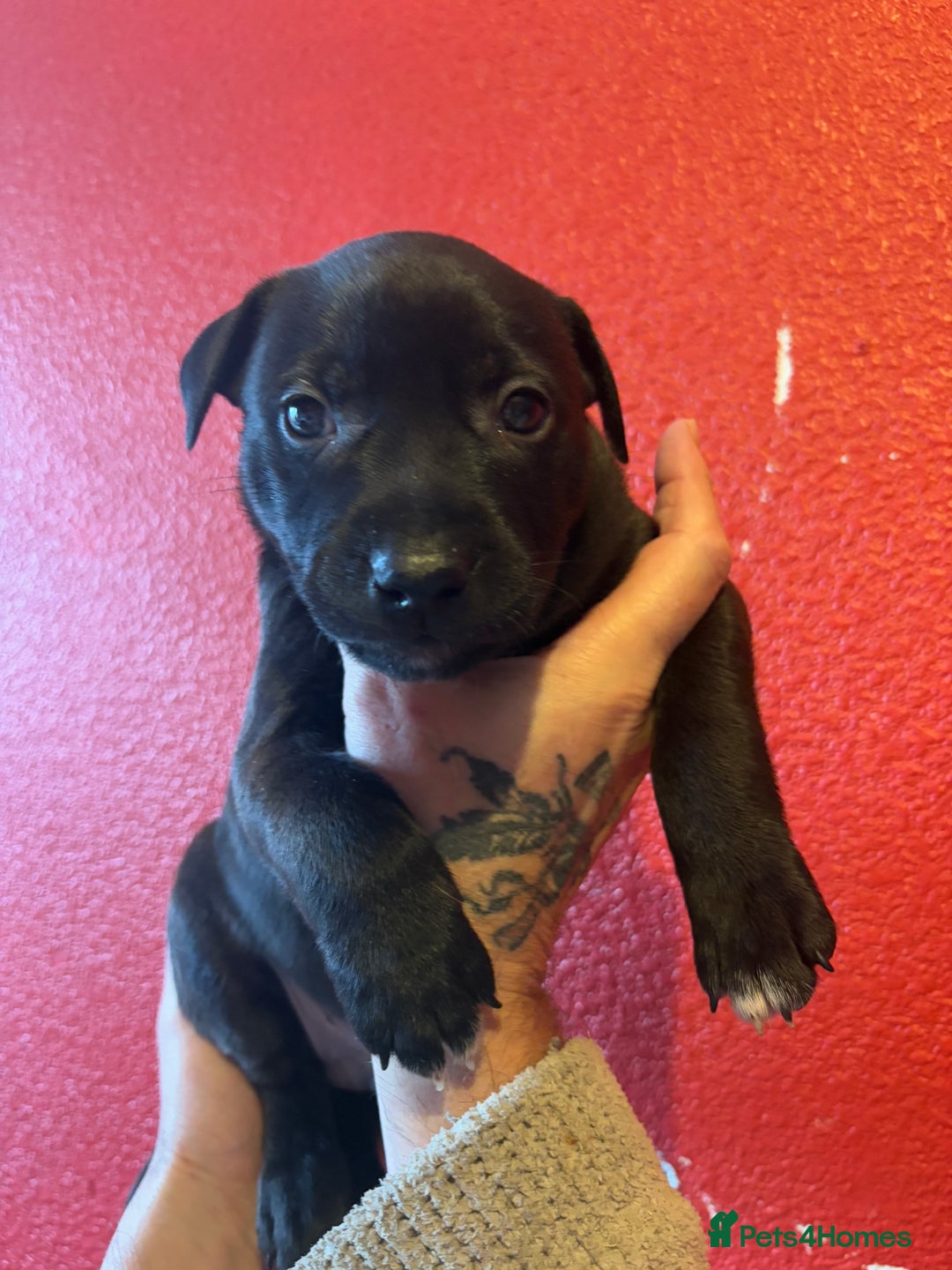 Mixed Breed dogs for sale: Staffordshire cross puppies  - Image 17