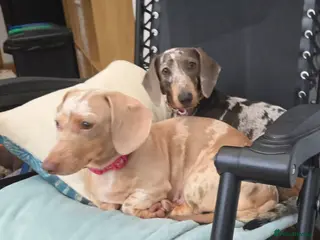 Miniature Dachshund dogs Adorable miniature Dachshund puppies - Advert 2