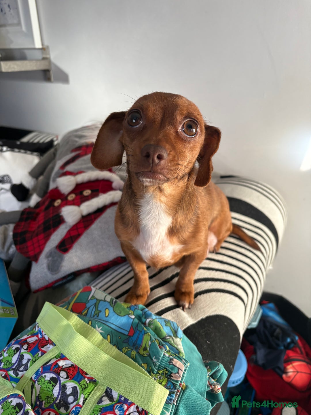 Chiweenie dogs for sale: Chweenie - Advert 5