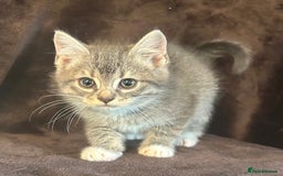 Ragdoll cats for sale: Beautiful Ragdoll cross kittens  - Image 1