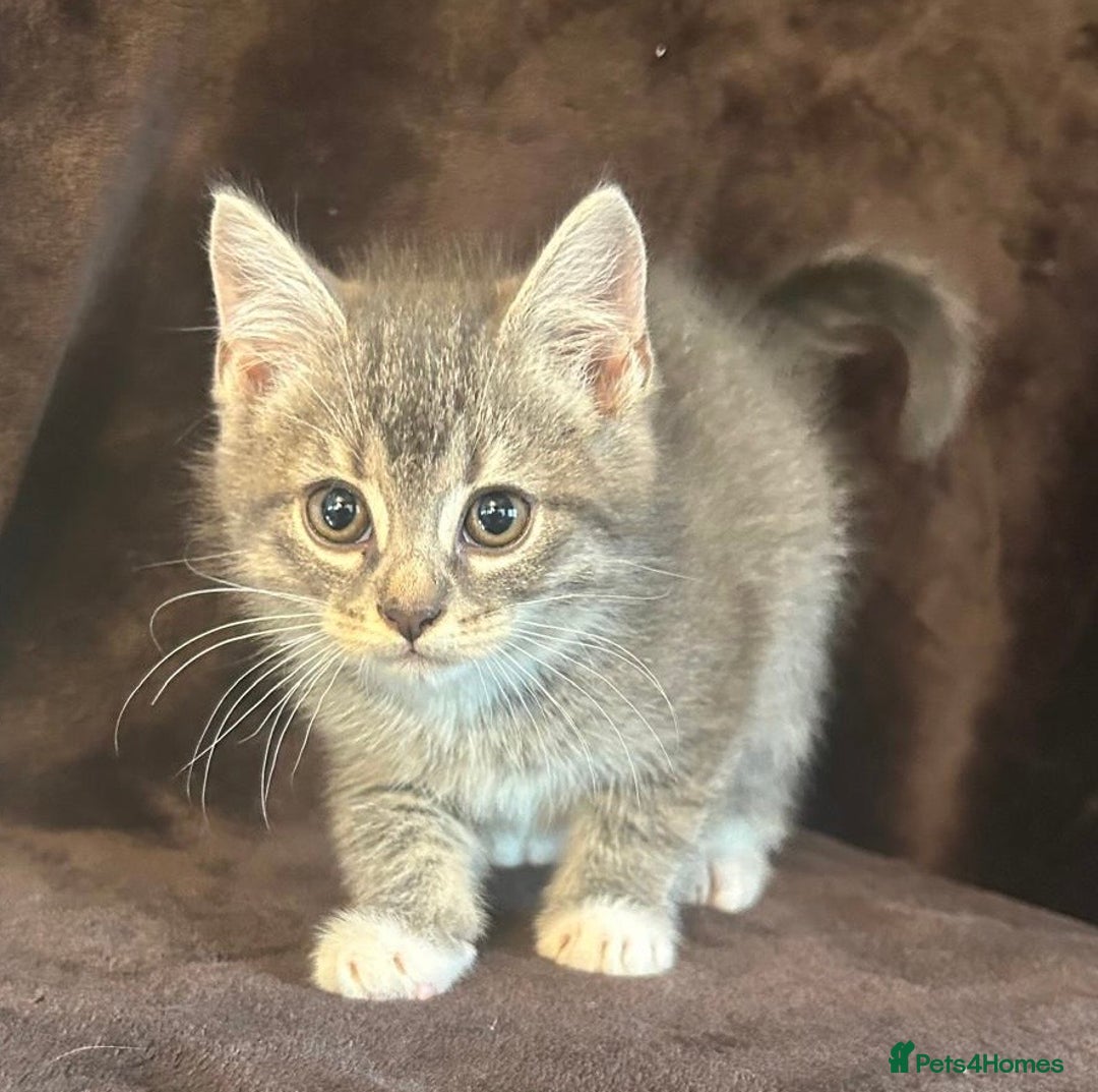 Ragdoll cats for sale: Beautiful Ragdoll cross kittens  - Image 1