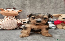 Yorkshire Terrier dogs for sale: 6 beautiful yorkie puppies - Image 7