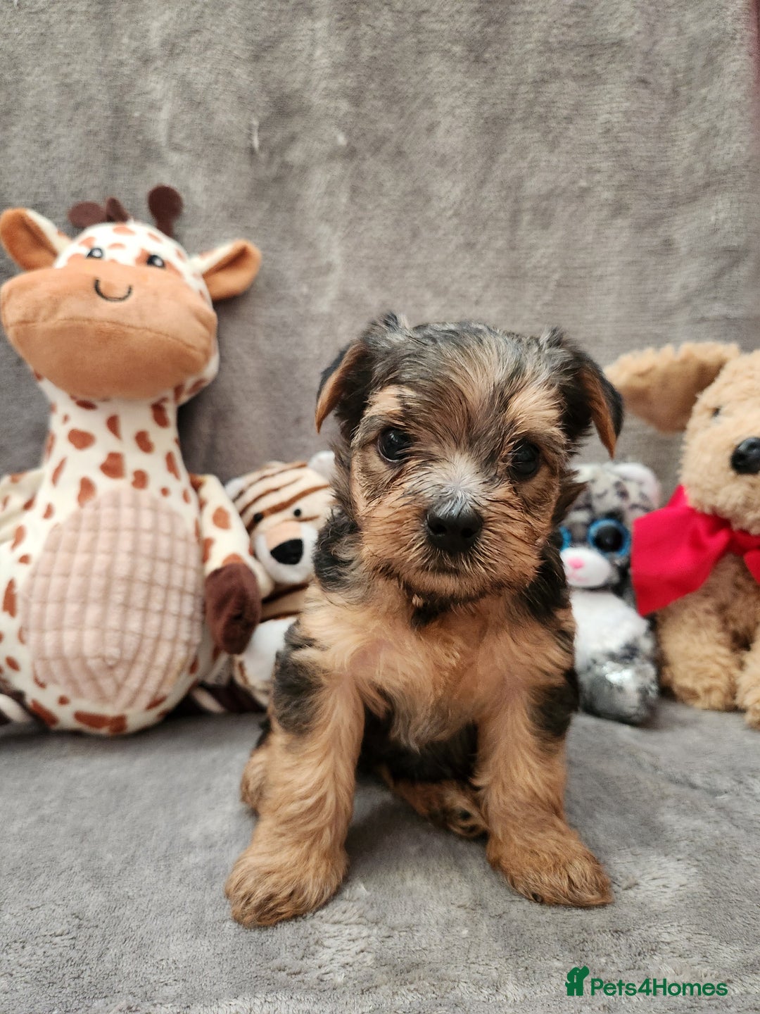Yorkshire Terrier dogs for sale: 6 beautiful yorkie puppies - Image 7