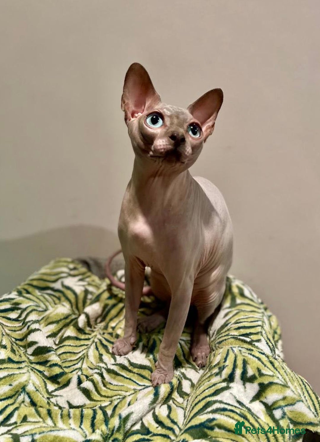 Sphynx cats for sale: Beautiful BOY - Advert 2