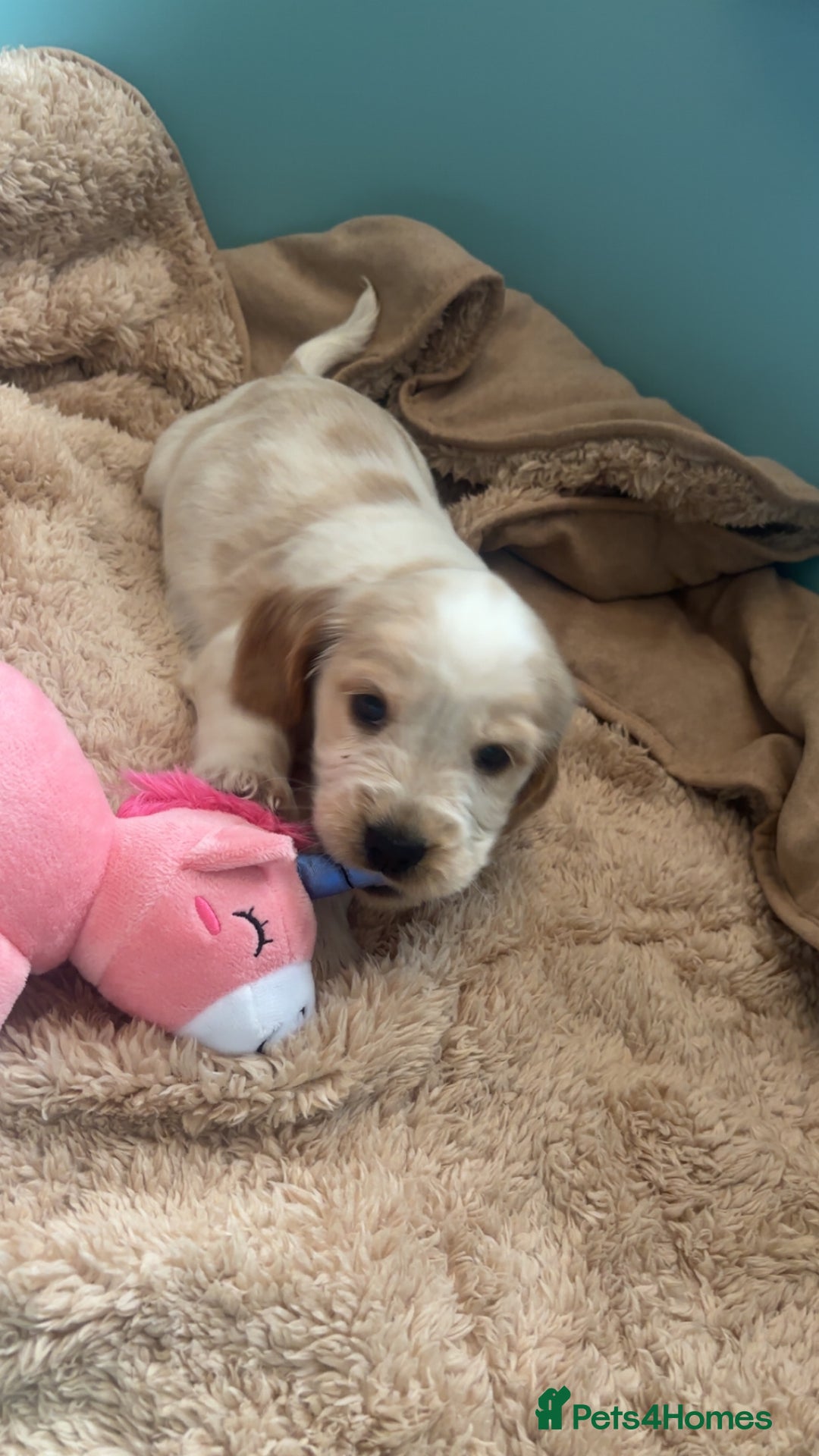 Cocker Spaniel dogs for sale: Show cocker spaniels  - Image 8