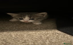 Mixed Breed cats for sale: Mixed breed kittens - Advert 6