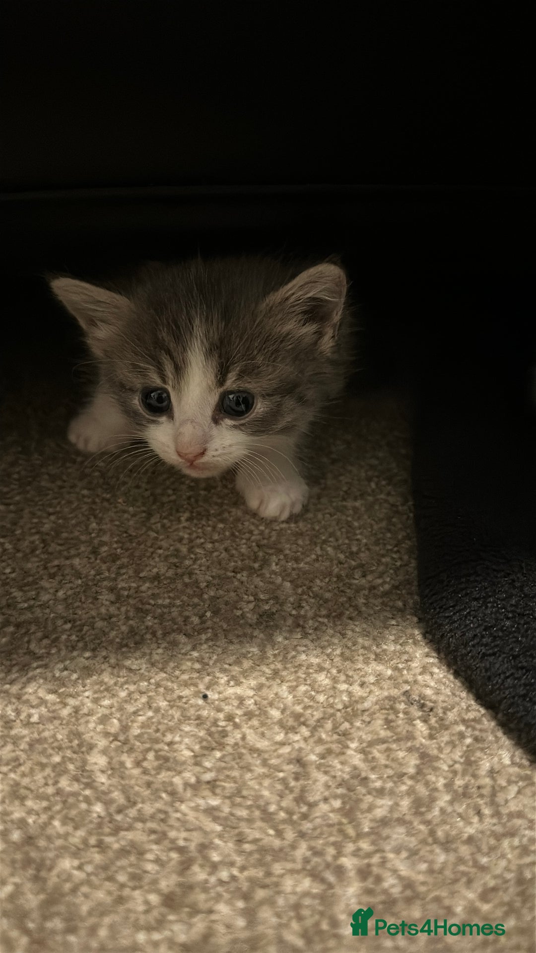 Mixed Breed cats for sale: Mixed breed kittens - Advert 6