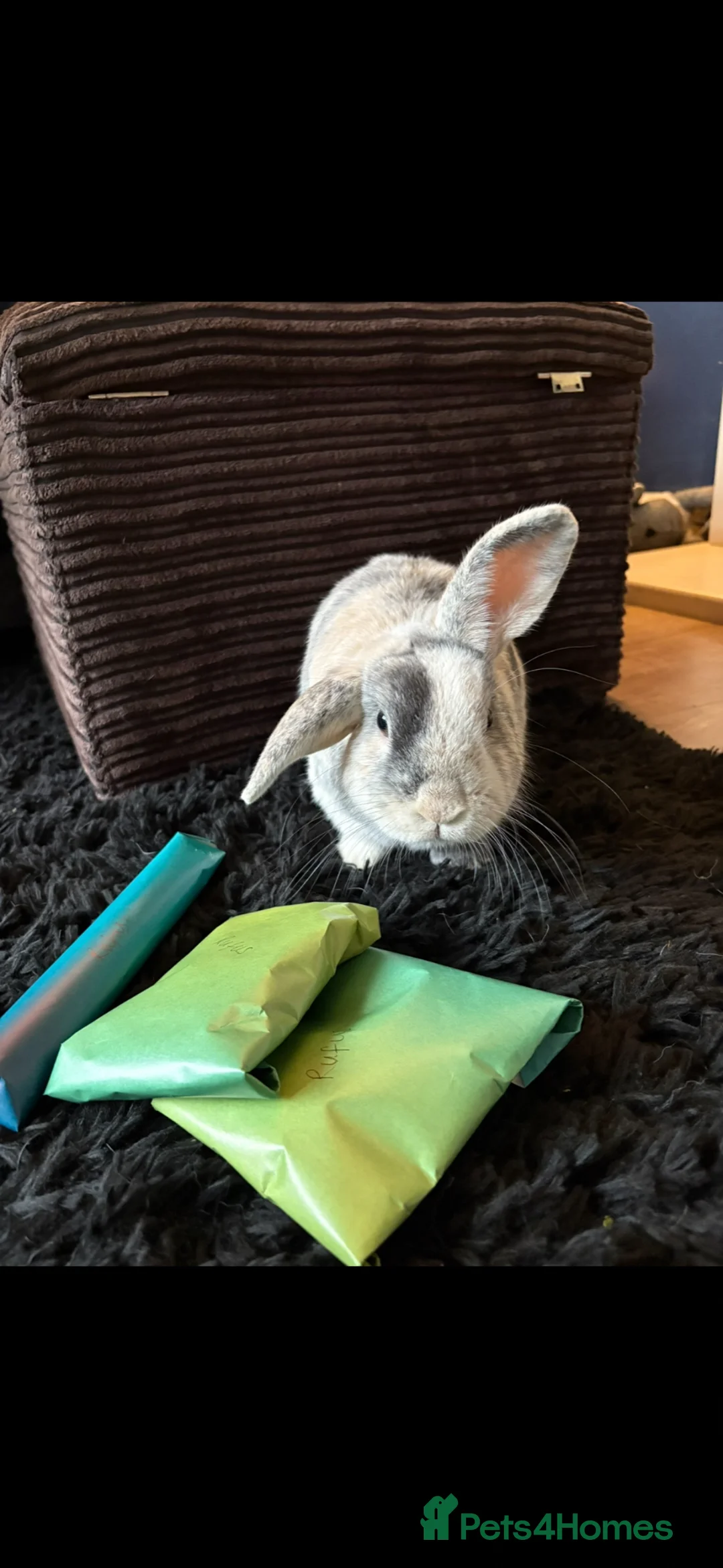 Mixed Breed rabbits for sale: 2.5 year old male harlequin lop bunny  in Melton Mowbray - Advert 2