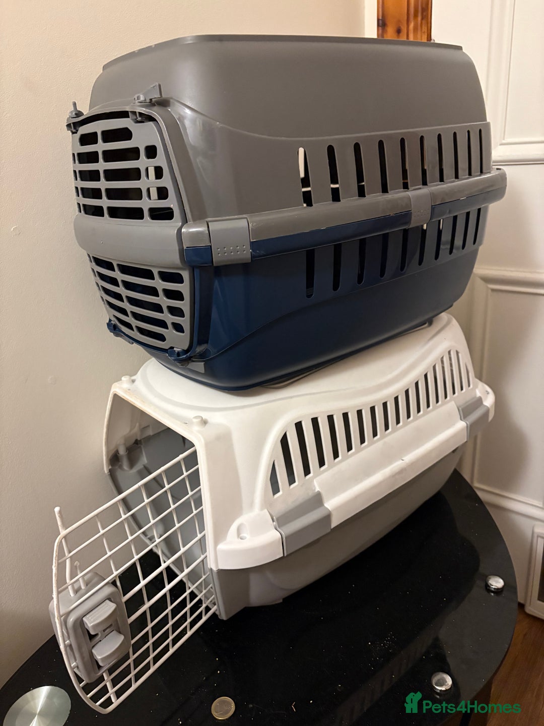 Domestic Shorthair cats for sale: 2 brother cats, 1 year old  - Advert 6