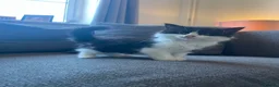 Mixed Breed cats for sale: Adorable Black & White Kittens – Ready Now - Advert 17